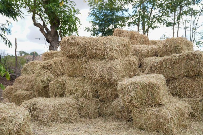 Agricultura asiste a productores.