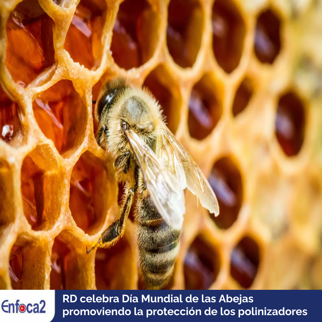 RD celebra Día Mundial de las Abejas promoviendo la protección de los polinizadores