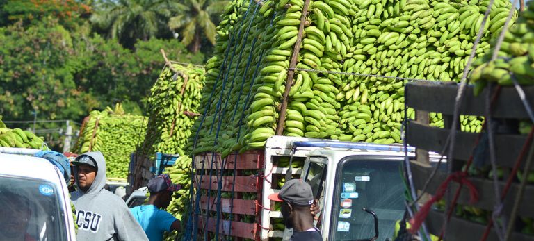 INESPRE en colaboración con ADOBANANO venderá Guineos a un peso la unidad