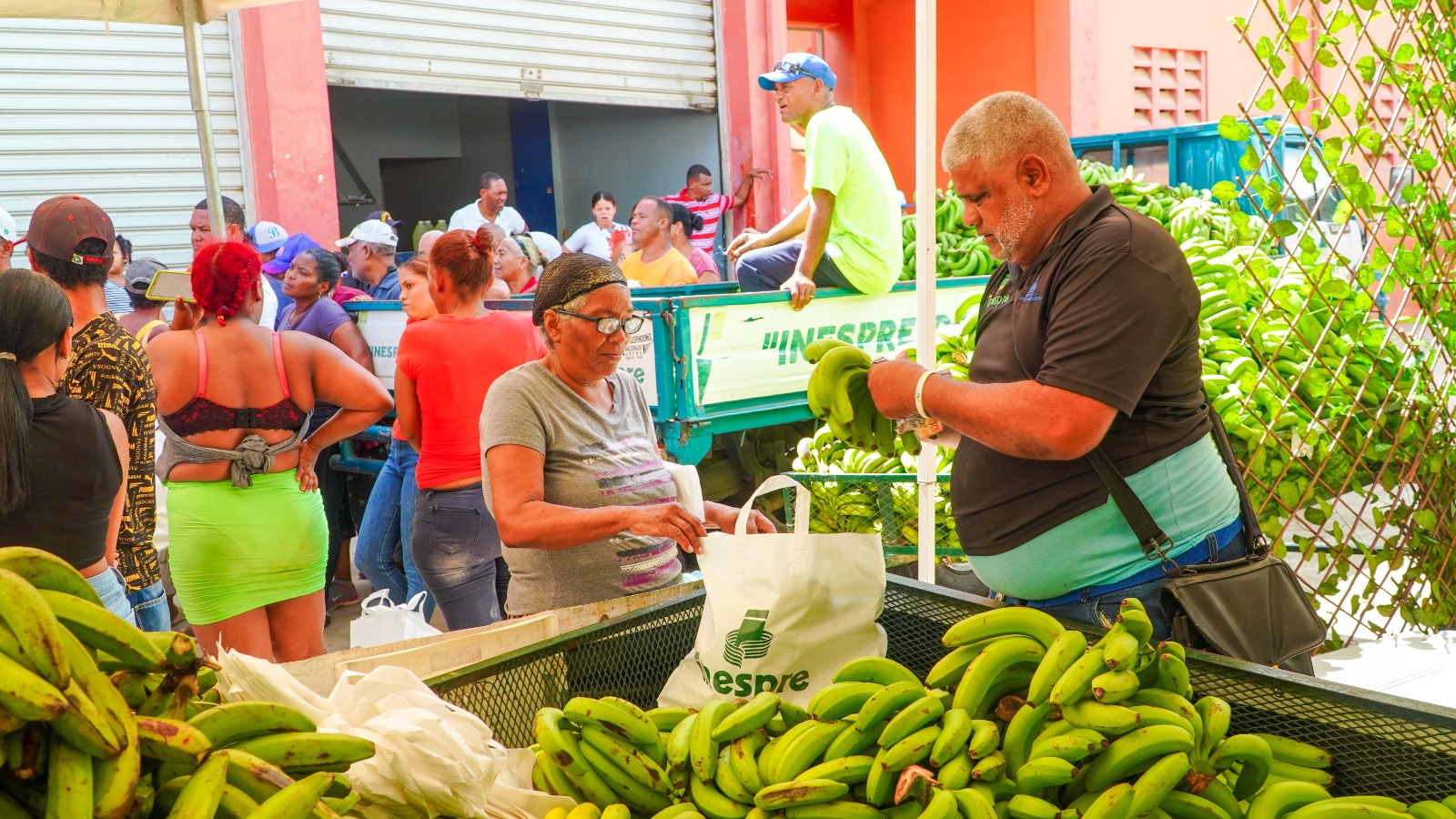 INESPRE Rescata Agricultores: Adquiere 14 Millones de Plátanos Tras Afectación por Ventarrón en Salcedo, Villa Tapia, Moca y La Vega