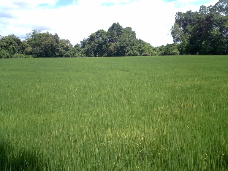 Asociaciones y Federaciones Arroceras Aseguran Estabilidad en los Precios del Arroz