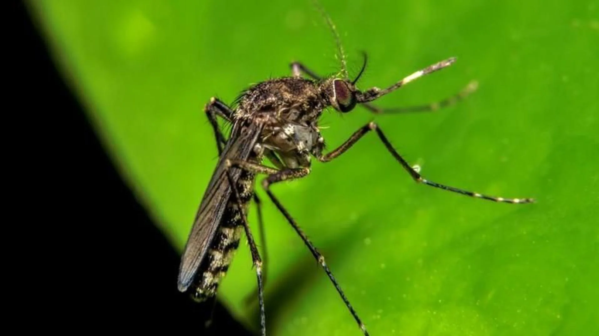 República Dominicana confirma presencia del virus Oropouche y emite alerta epidemiológica