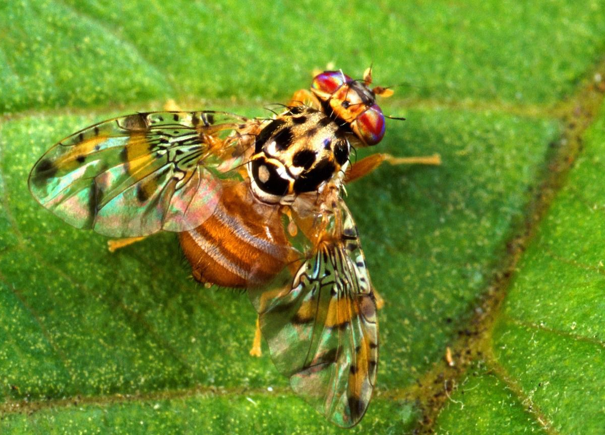 República Dominicana logra erradicar la mosca del Mediterráneo, salvaguardando sus exportaciones y seguridad alimentaria