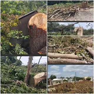 Denuncia por deforestación en la cuenca alta de la Presa de Sabaneta: llamado urgente a las autoridades