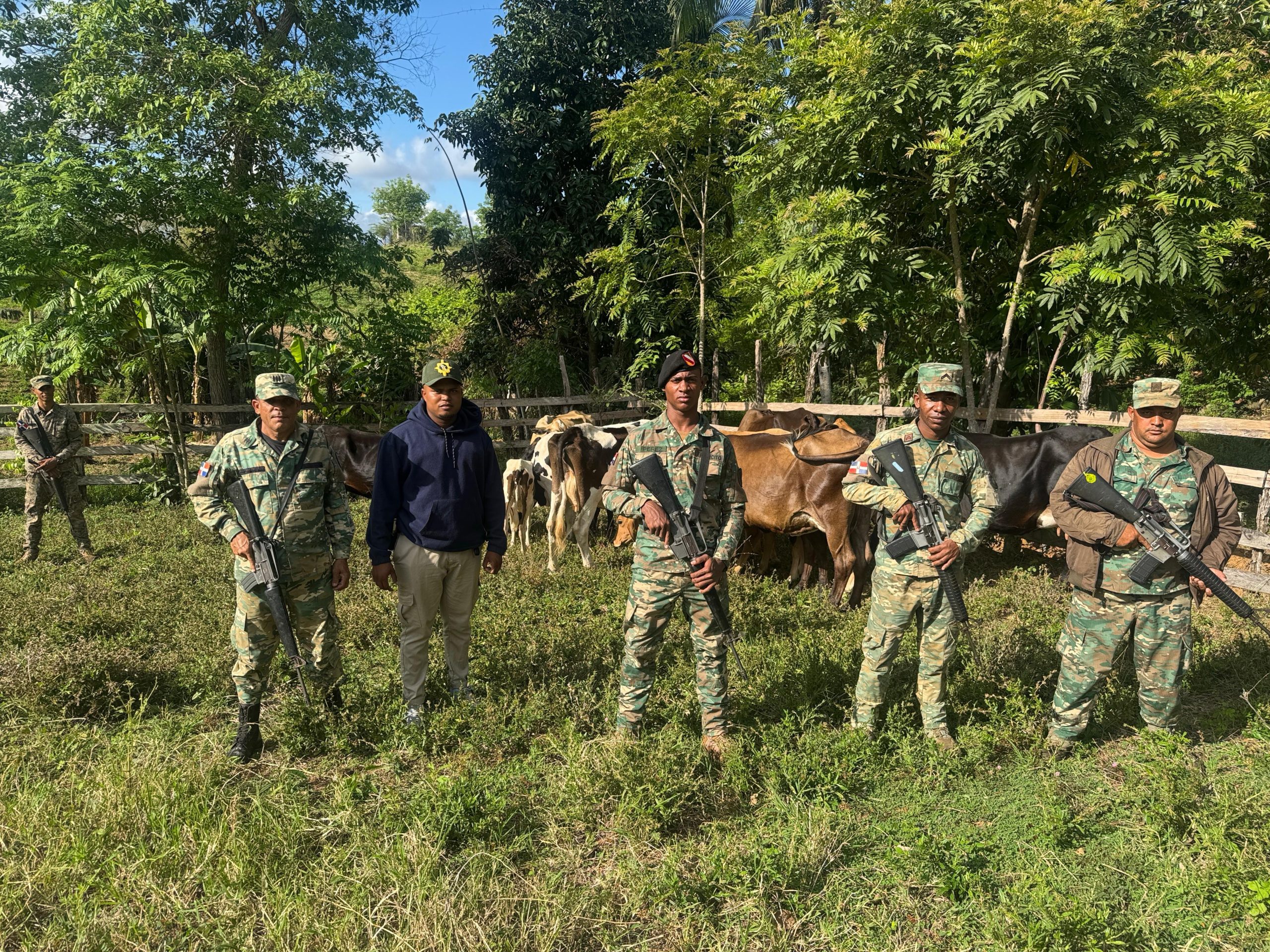 Ejército recupera 13 reses robadas en Dajabón
