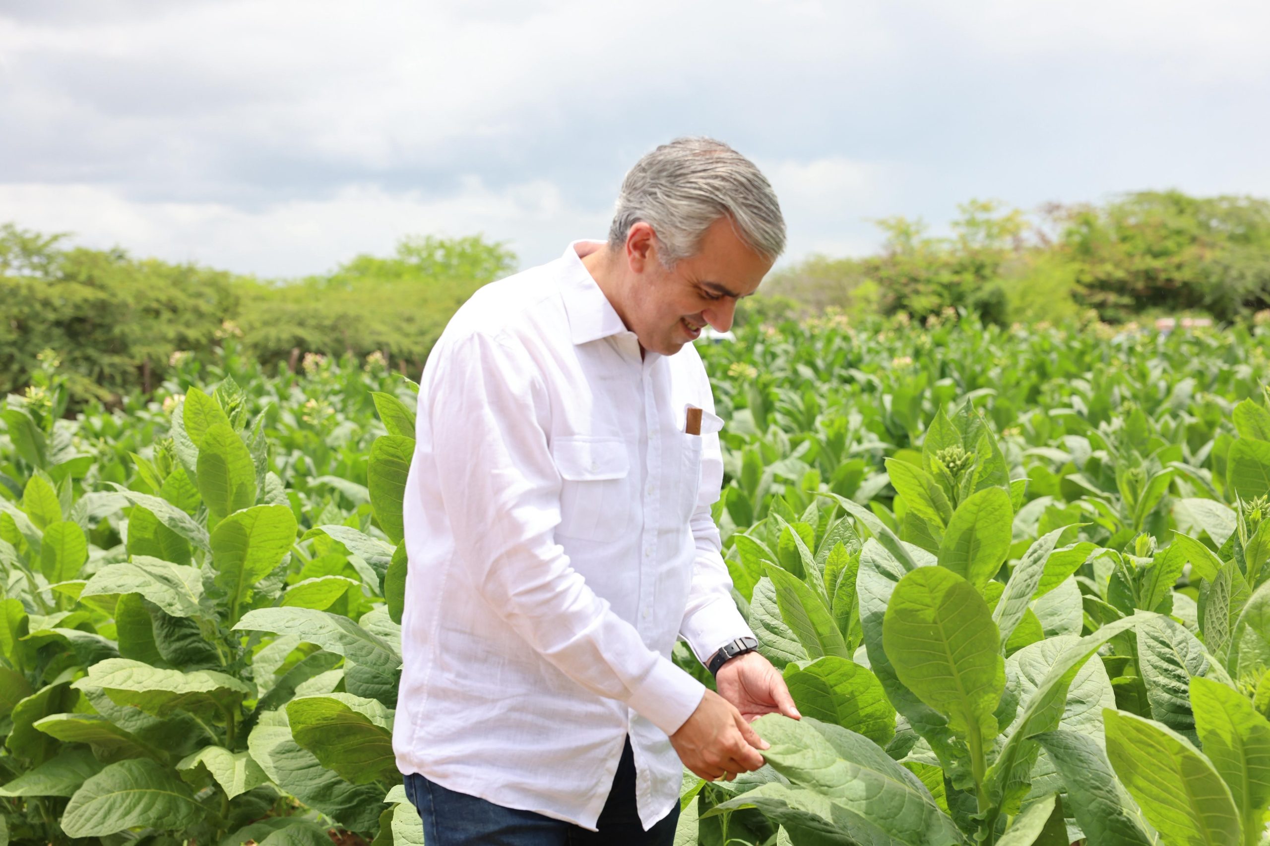 Tabaco dominicano genera más de 1,340 millones de dólares en exportaciones
