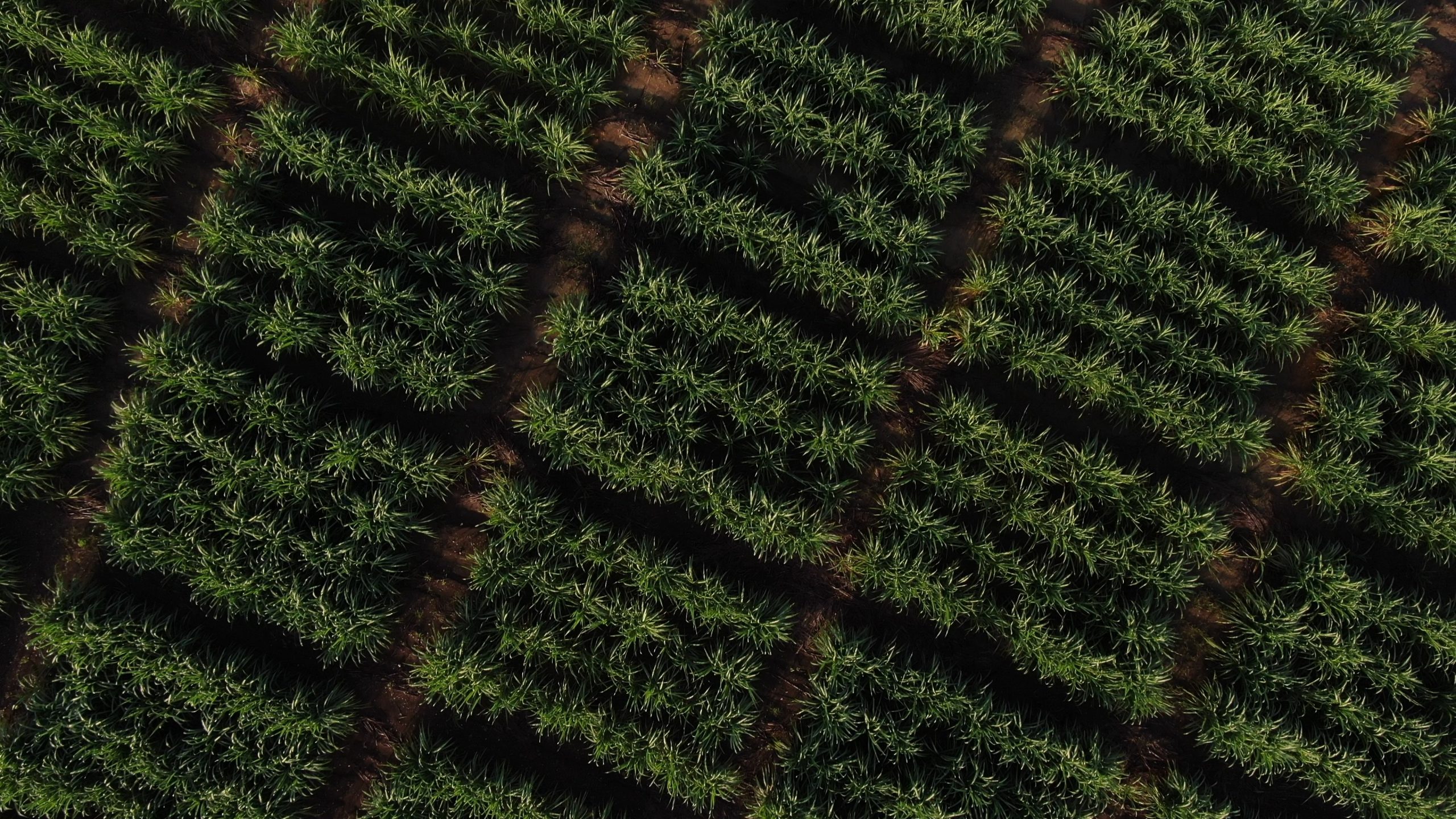 Casa Brugal apuesta por un ron más sostenible