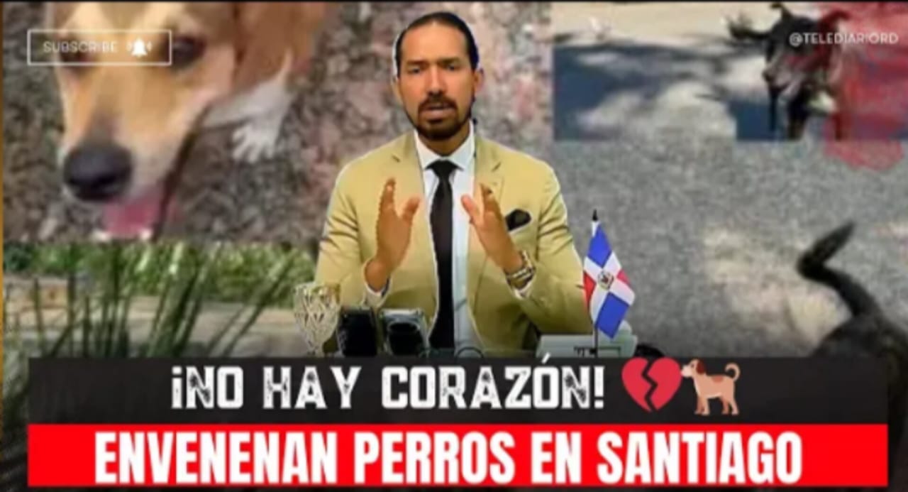 Indignación por muerte masiva de perros callejeros en Santiago y el Mirador del Sur