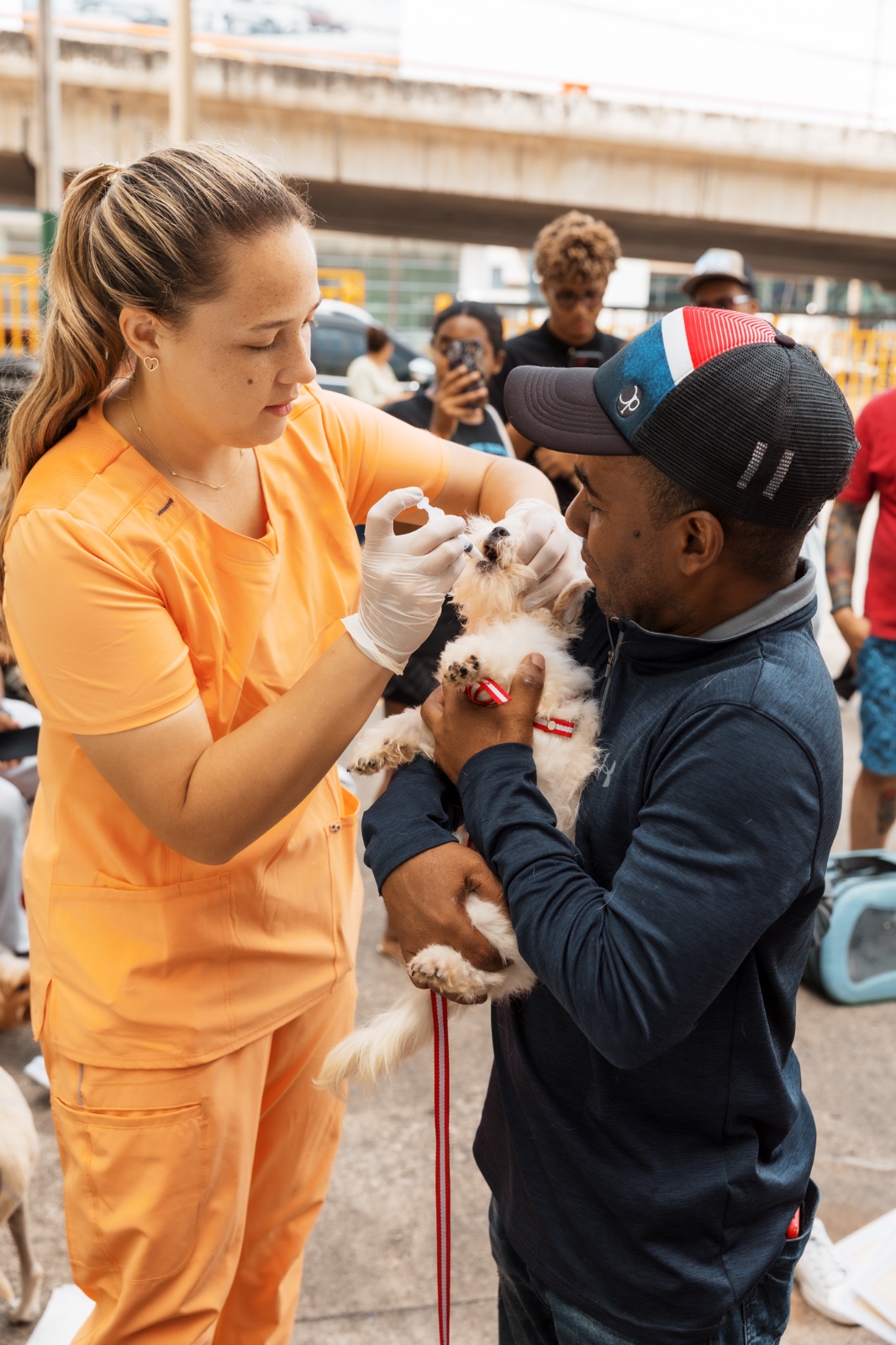 Alcaldía del DN refuerza jornada de esterilización y vacunación animal