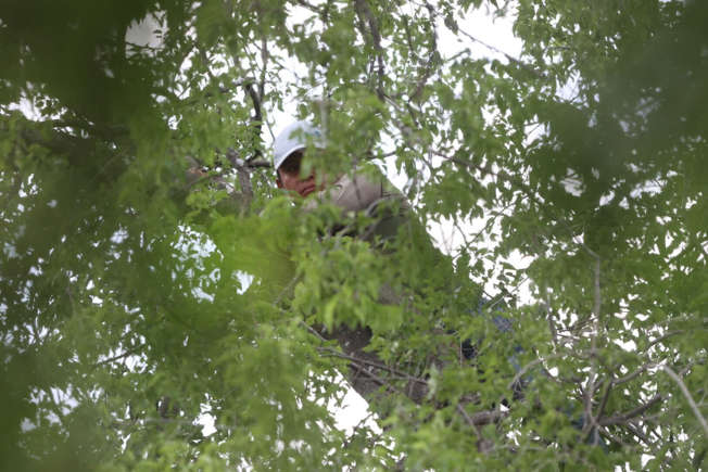Indignación por arresto de inmigrante tras refugiarse en un árbol en operativo del ICE
