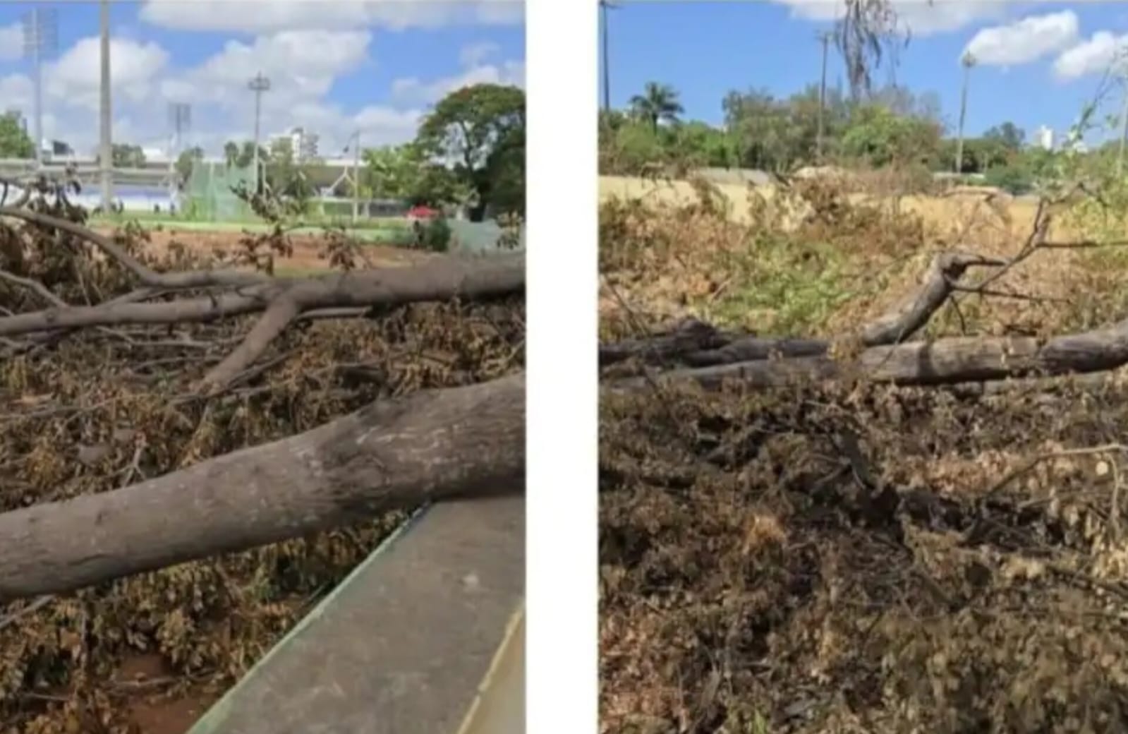 Denuncian tala masiva de árboles en el Centro Olímpico Juan Pablo Duarte
