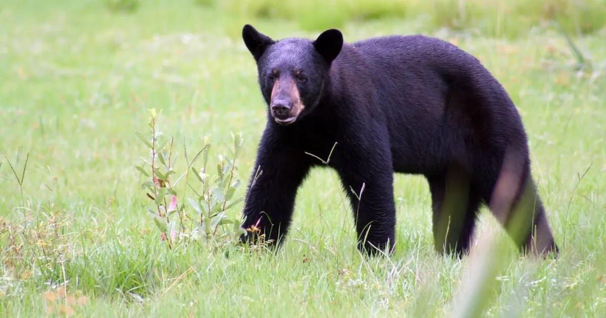 Florida autoriza caza de osos negros tras una década