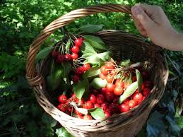 Faltan manos: cerezas se pudren por escasez de recolectores en EE.UU.