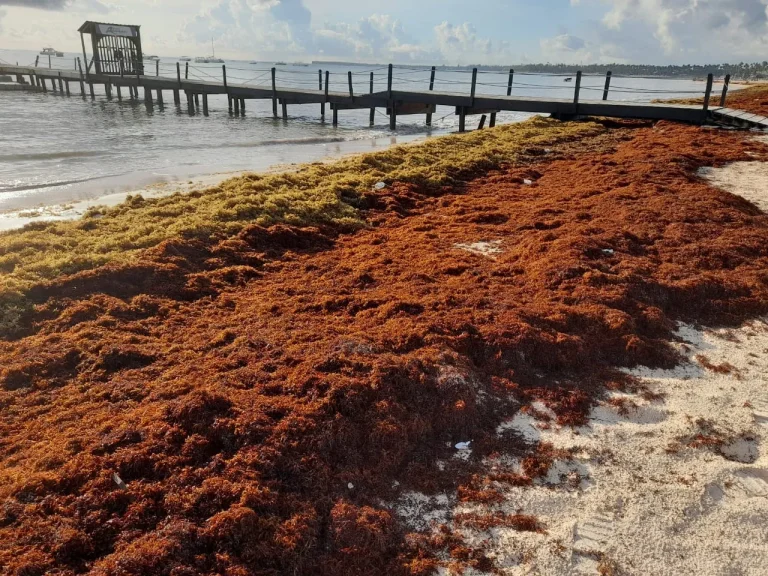 AES Dominicana detiene operaciones en planta Andrés por exceso de sargazo