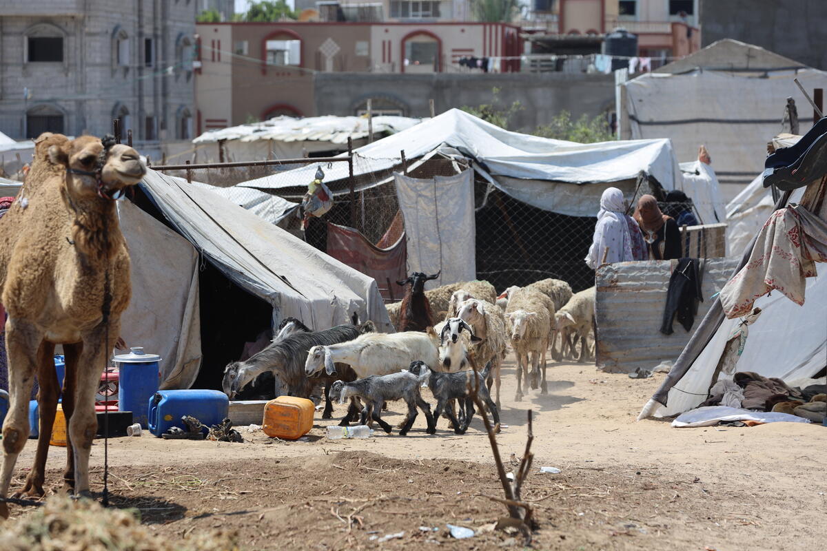 IPC advierte impacto generacional por estado catastrófico de hambruna en Gaza