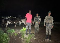 Ejército dominicano recupera 18 reses robadas en operativo en la frontera con Haití