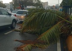 Caídas de árboles y postes afectan el tránsito en Santo Domingo tras condiciones climáticas adversas