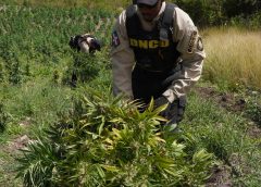 DNCD desmantela plantación con más de 3,000 matas de marihuana en San José de Ocoa y detiene a tres sospechosos
