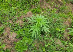Desmantelan cultivo de marihuana en San José de Ocoa y arrestan a dos sospechosos durante operativo aéreo