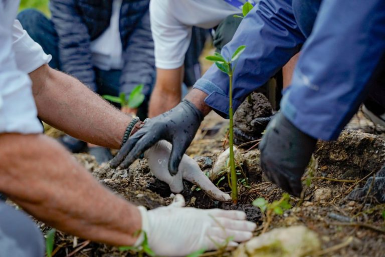 Propeep inicia programa de reforestación con mangle rojo para recuperar la ribera del río Ozama